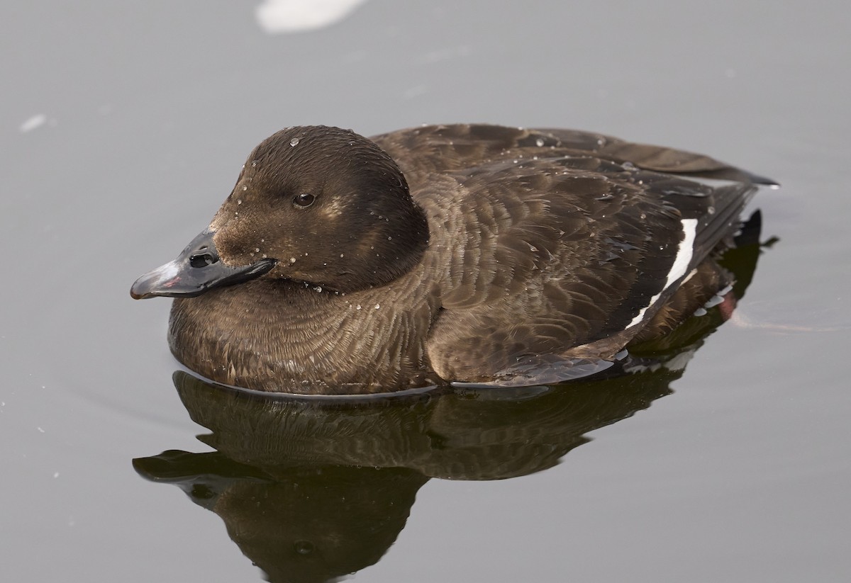White-winged Scoter - ML631965289