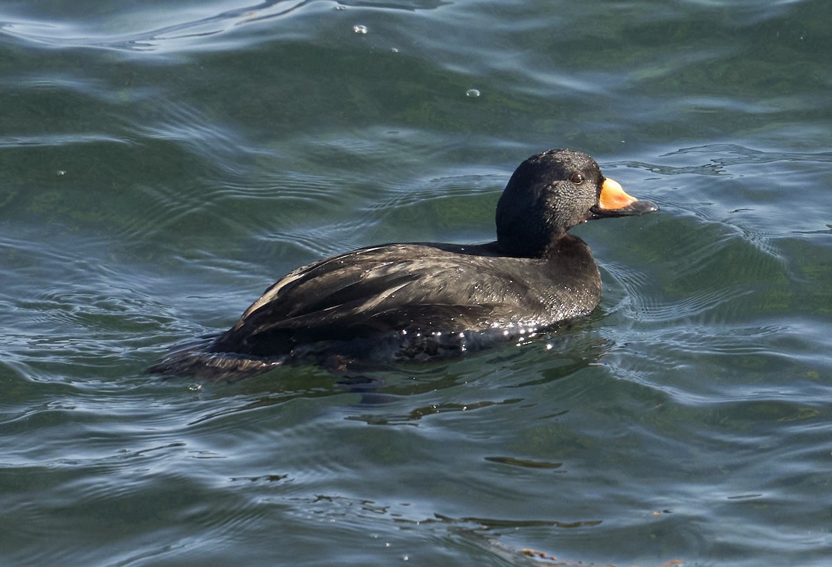 Black Scoter - ML631965295