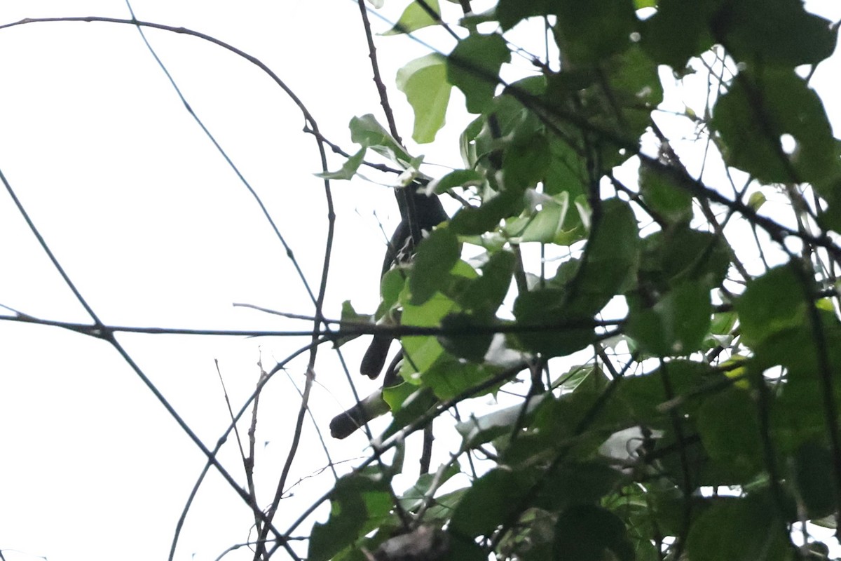 Slate-throated Gnatcatcher - ML631965447