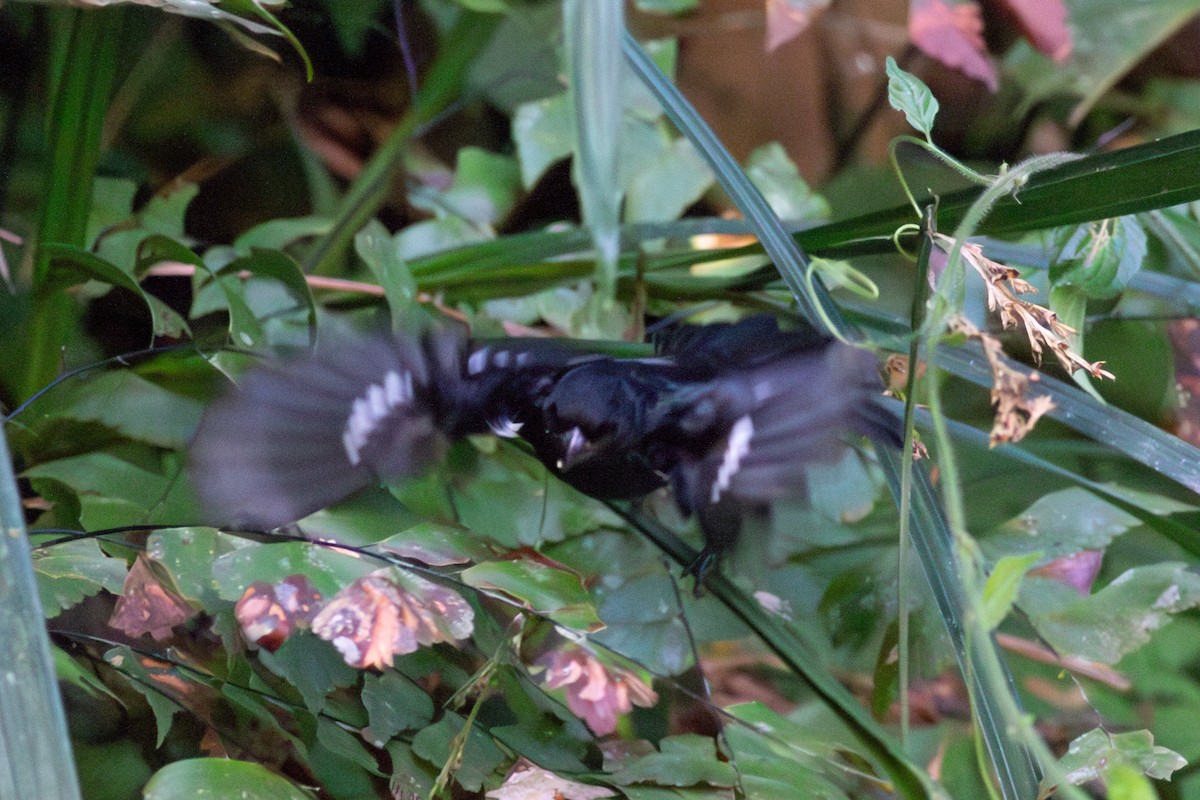 Variable Seedeater - ML631965462