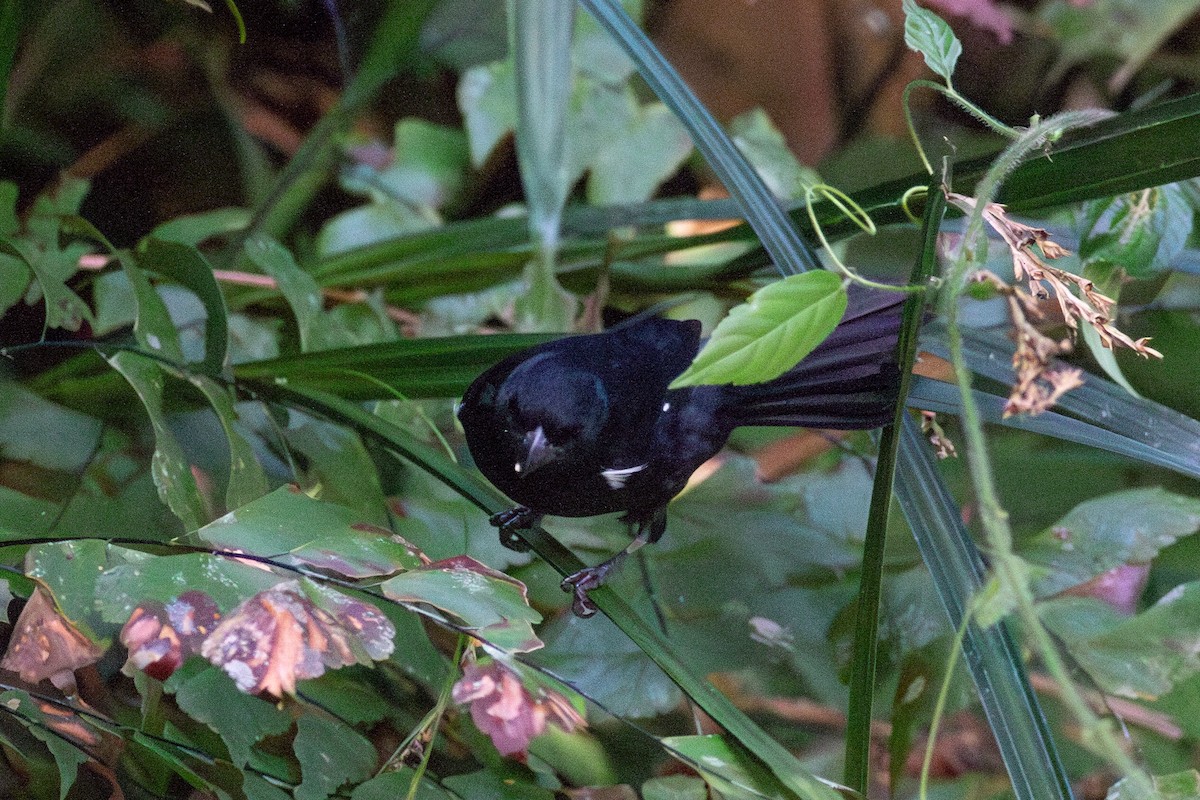 Variable Seedeater - ML631965463