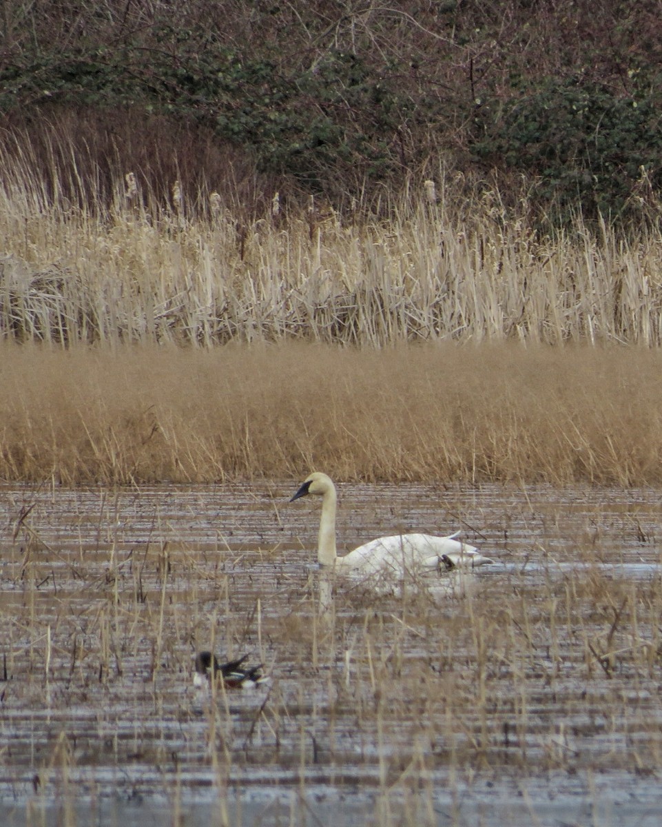 Trumpeter Swan - ML631965470