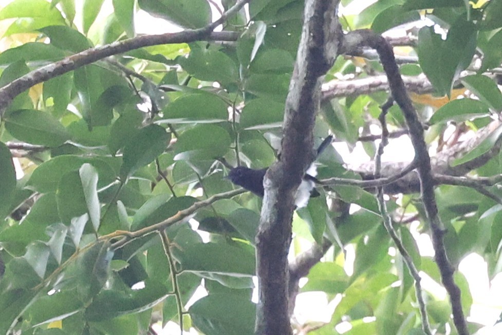 Slate-throated Gnatcatcher - ML631965478
