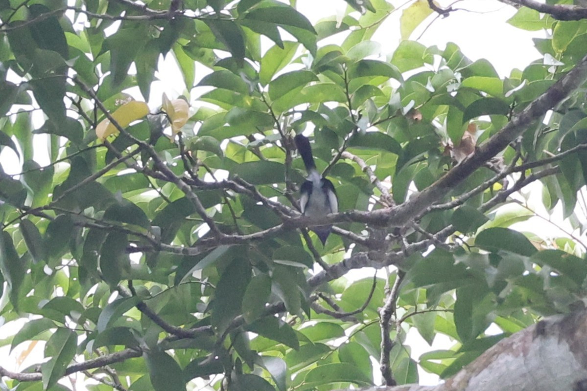 Slate-throated Gnatcatcher - ML631965485
