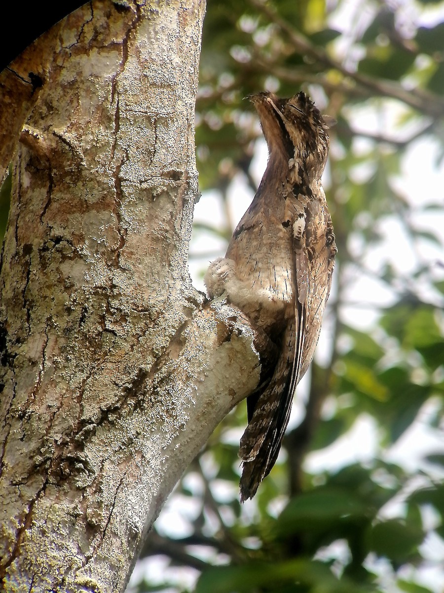 Common Potoo - ML631965490