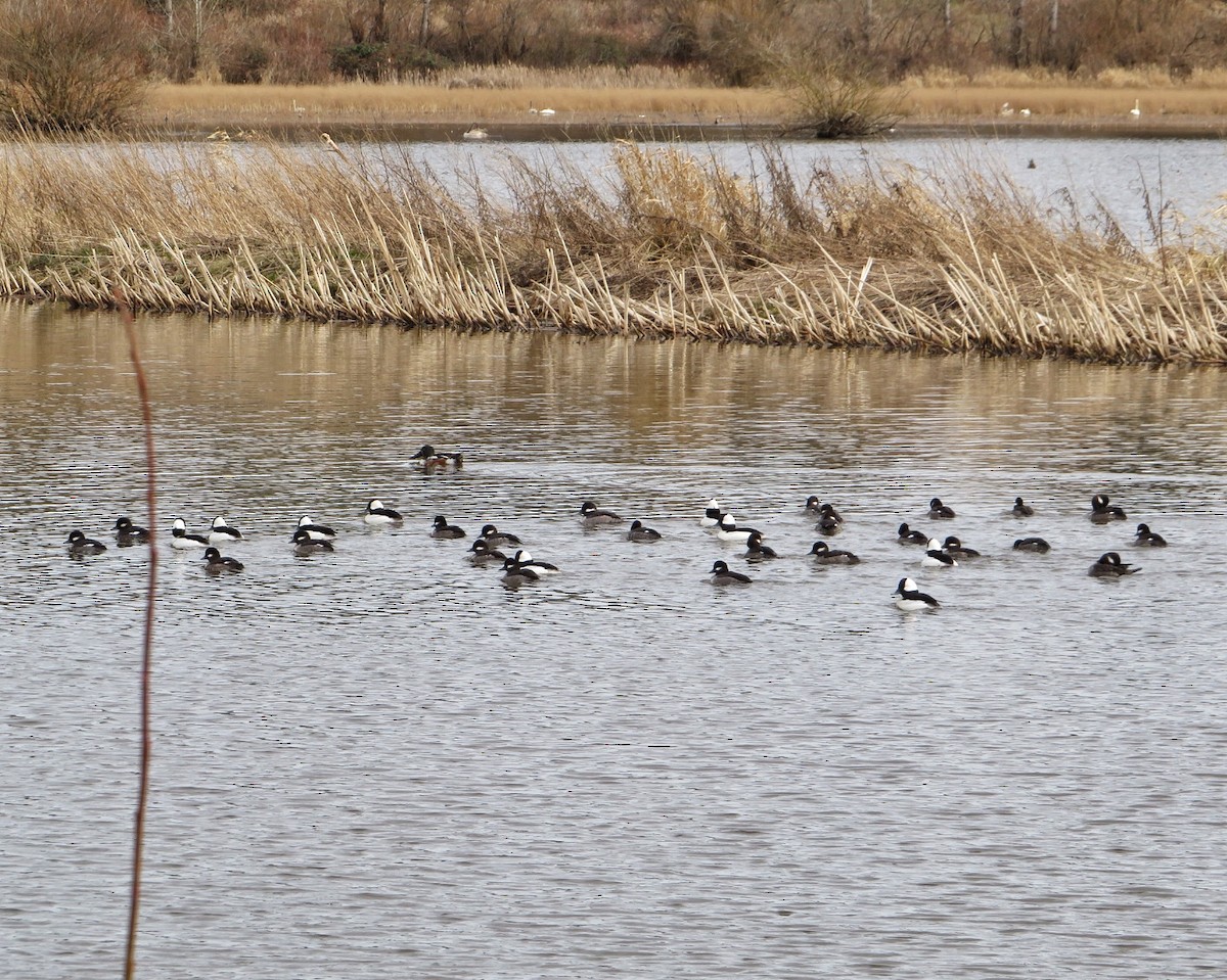 Bufflehead - ML631965626