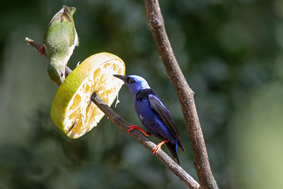 Red-legged Honeycreeper - ML631965661