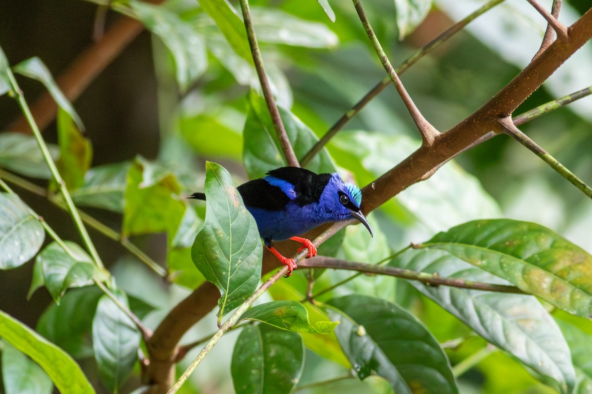 Red-legged Honeycreeper - ML631965662