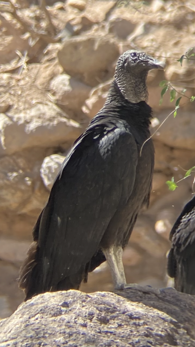 Black Vulture - ML631965718