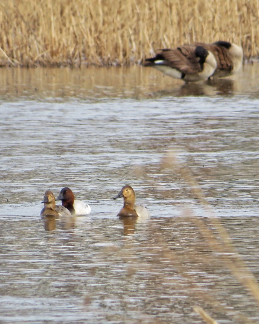 Canvasback - ML631965752