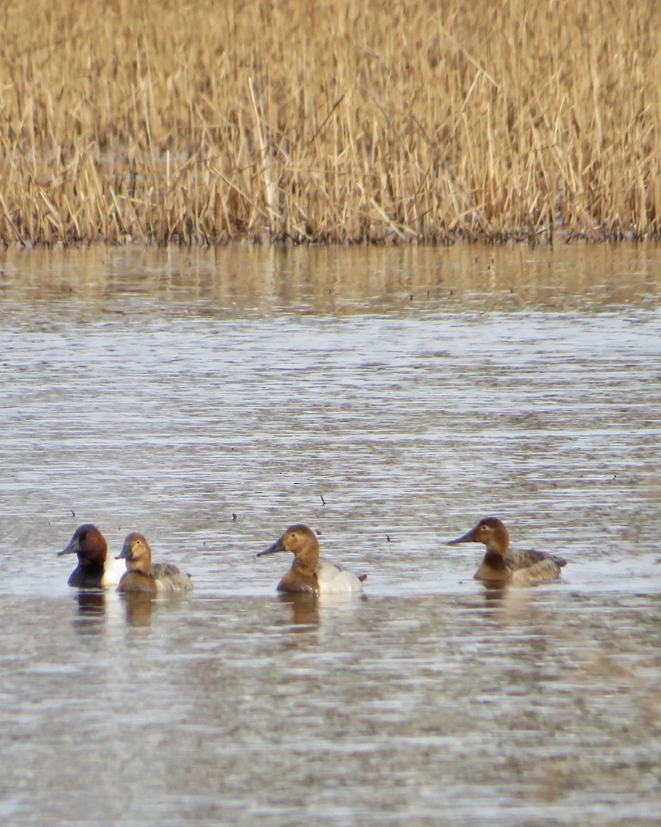 Canvasback - ML631965753