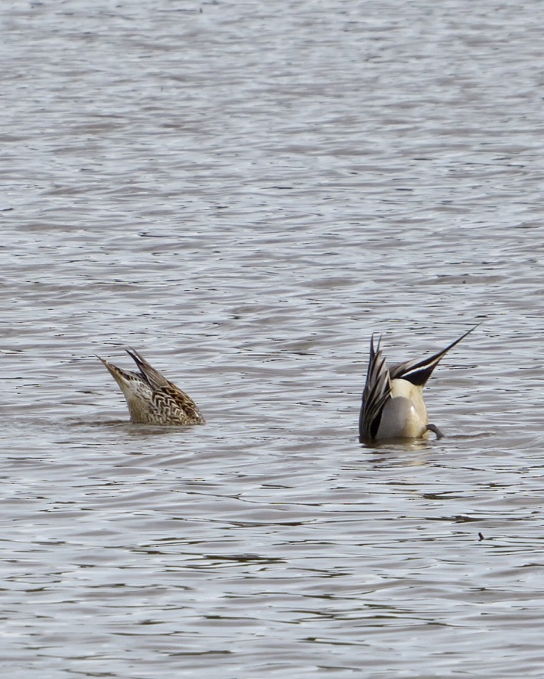 Northern Pintail - ML631965789