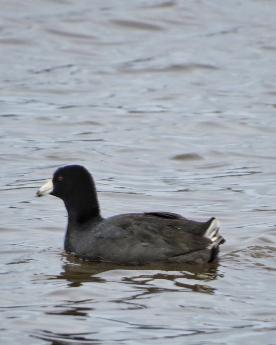 American Coot - ML631965812