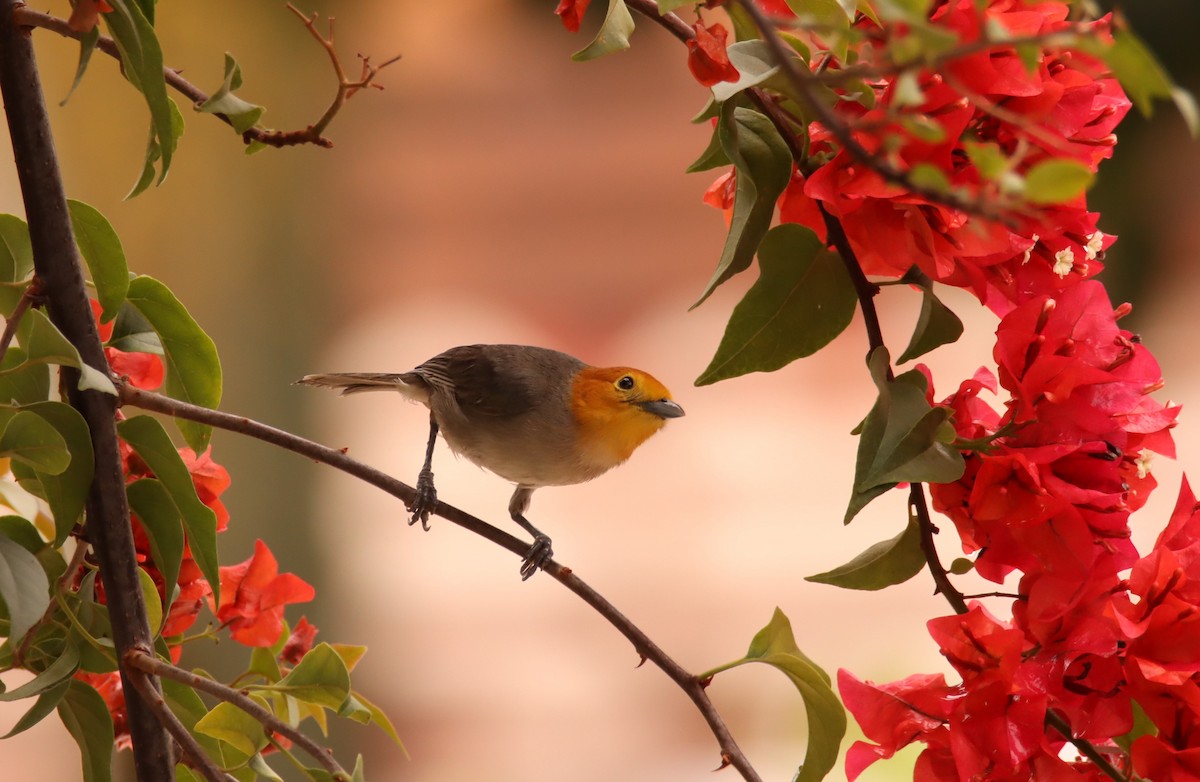 Orange-headed Tanager - ML631965821