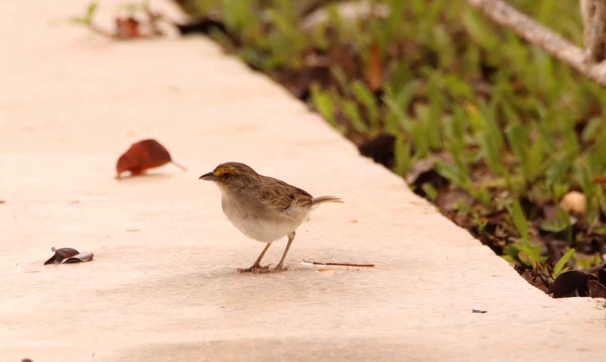 Yellow-browed Sparrow - ML631965837