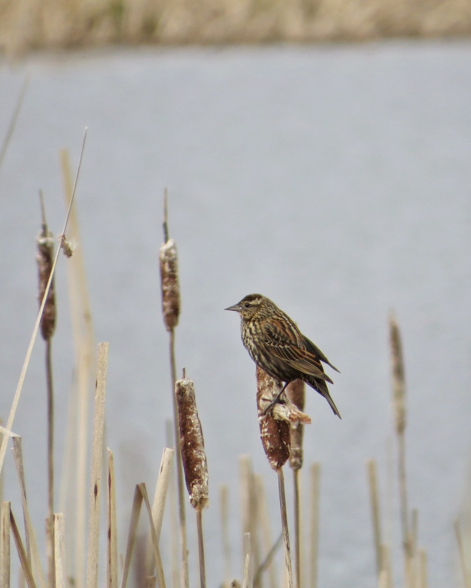 Red-winged Blackbird - ML631965849