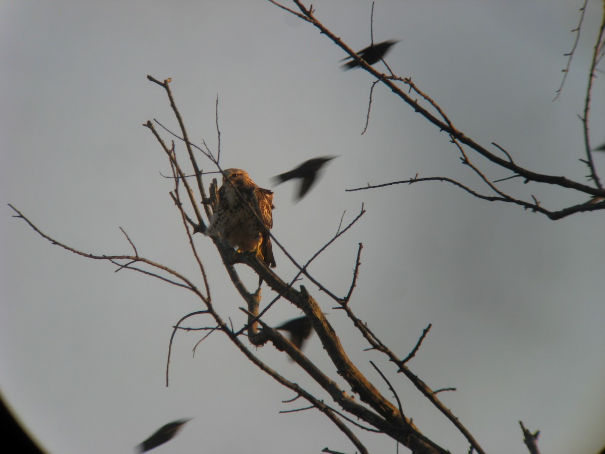 Swainson's Hawk - ML631965861