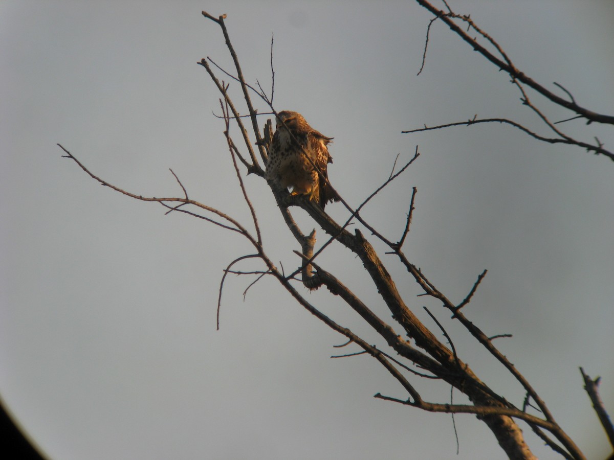 Swainson's Hawk - ML631965862
