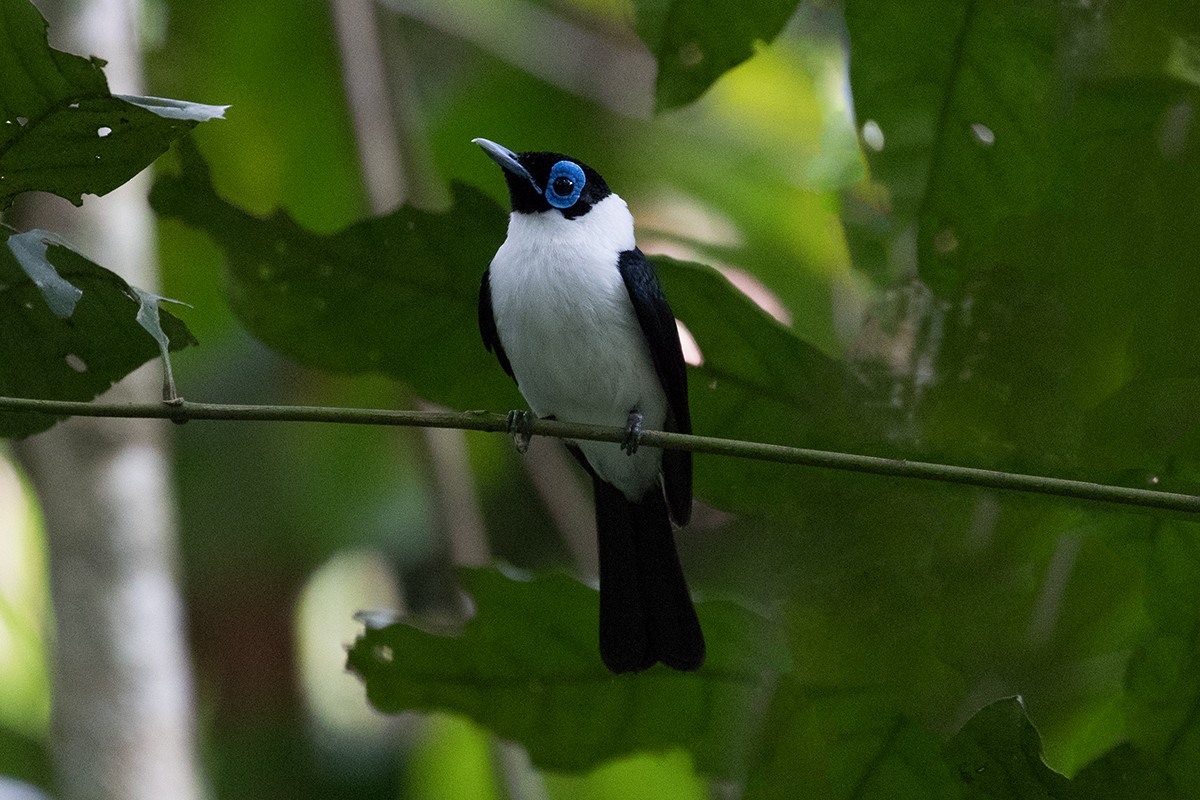 Frilled Monarch - ML63196601