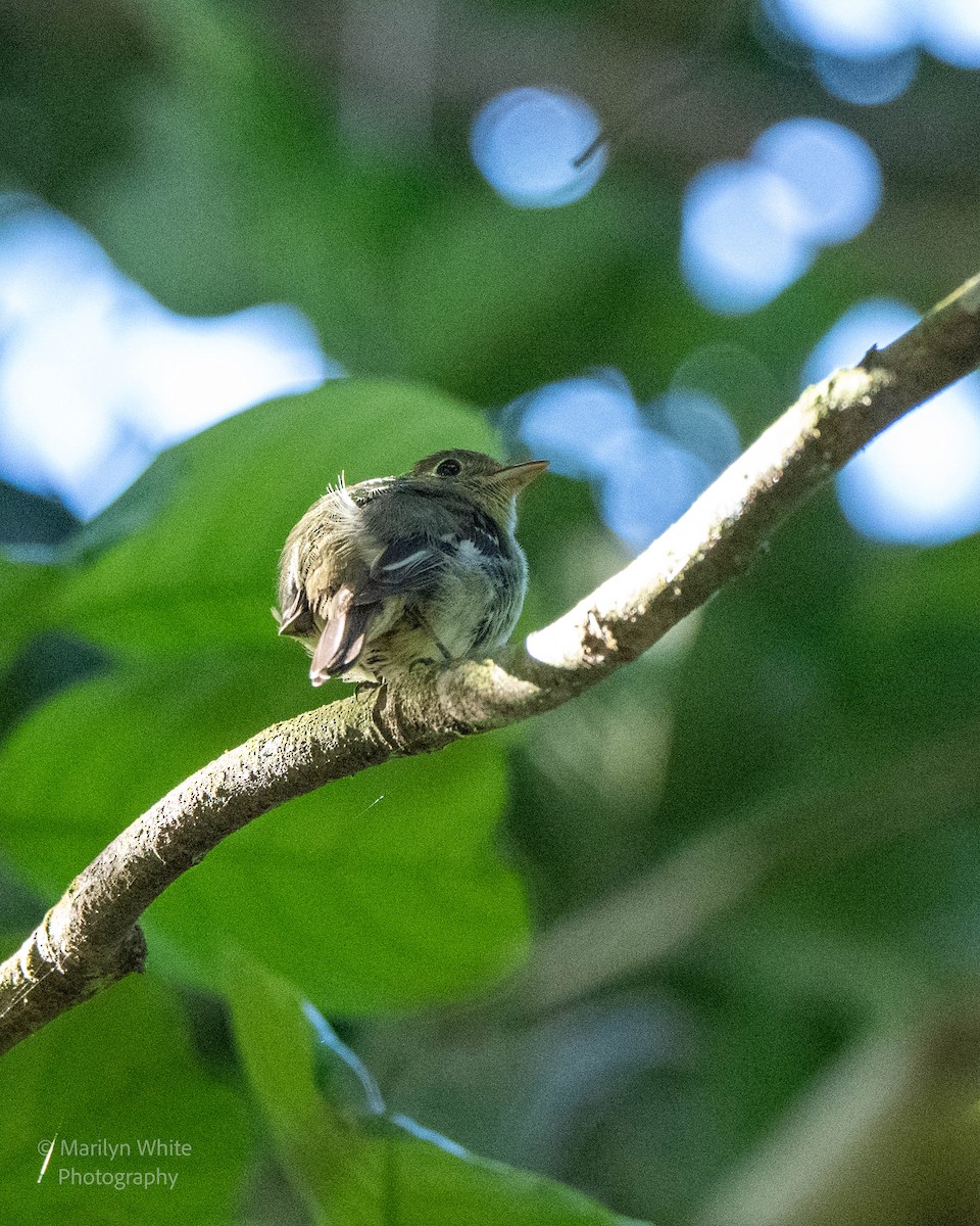 Yellow-bellied Flycatcher - ML631966202