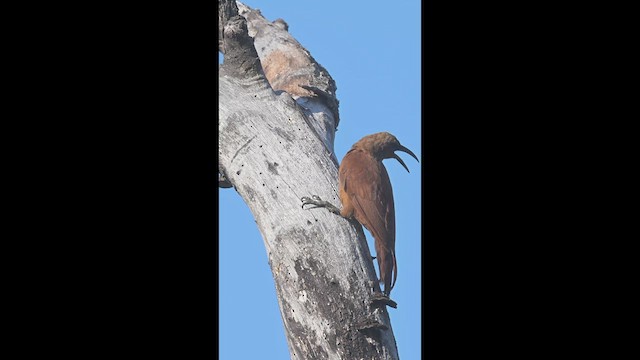 Great Rufous Woodcreeper - ML631966326