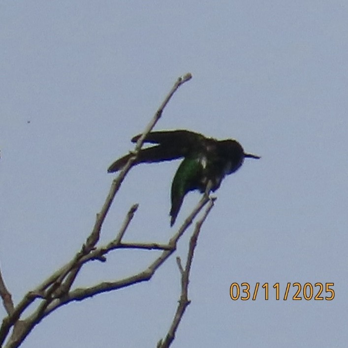 Fiery-tailed Awlbill - ML631966330