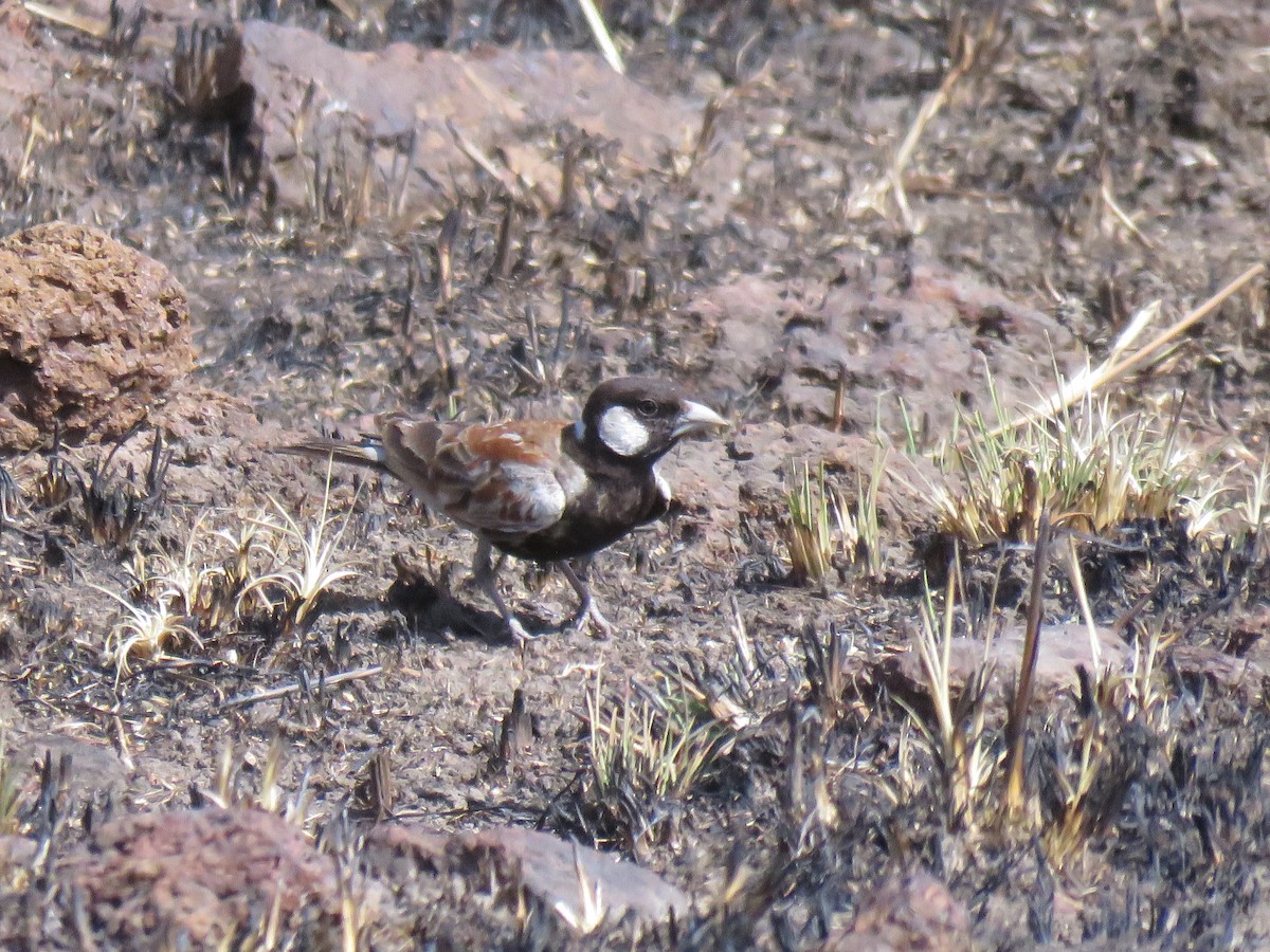 Chestnut-backed Sparrow-Lark - ML631966368