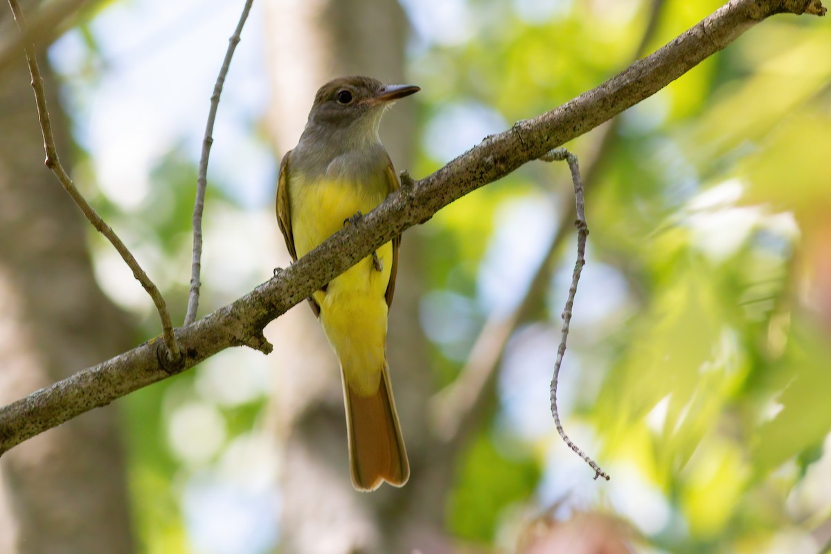 Great Crested Flycatcher - ML631966407