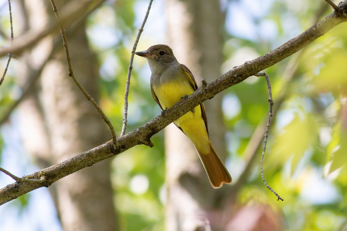 Great Crested Flycatcher - ML631966408