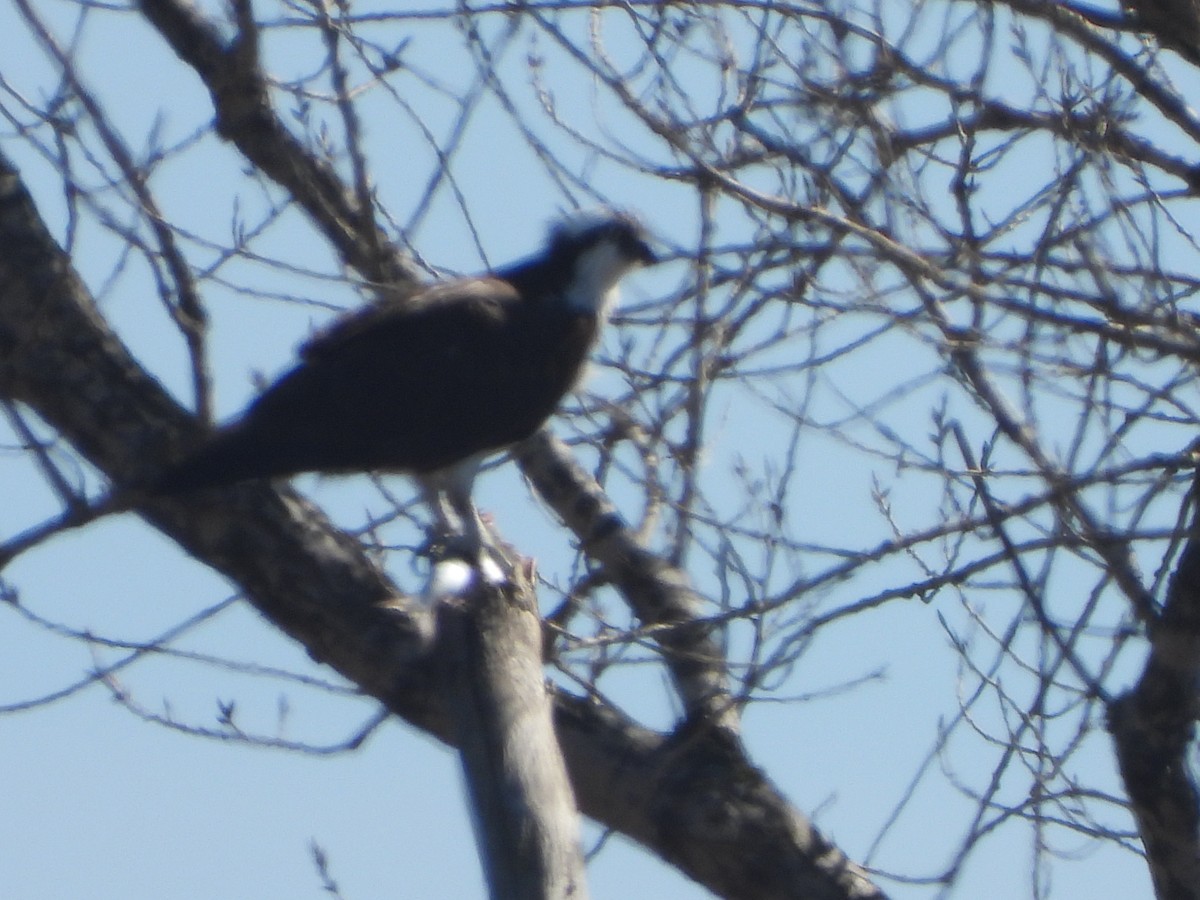 שלך (carolinensis) - ML631966421