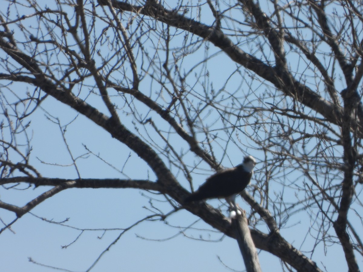 שלך (carolinensis) - ML631966436