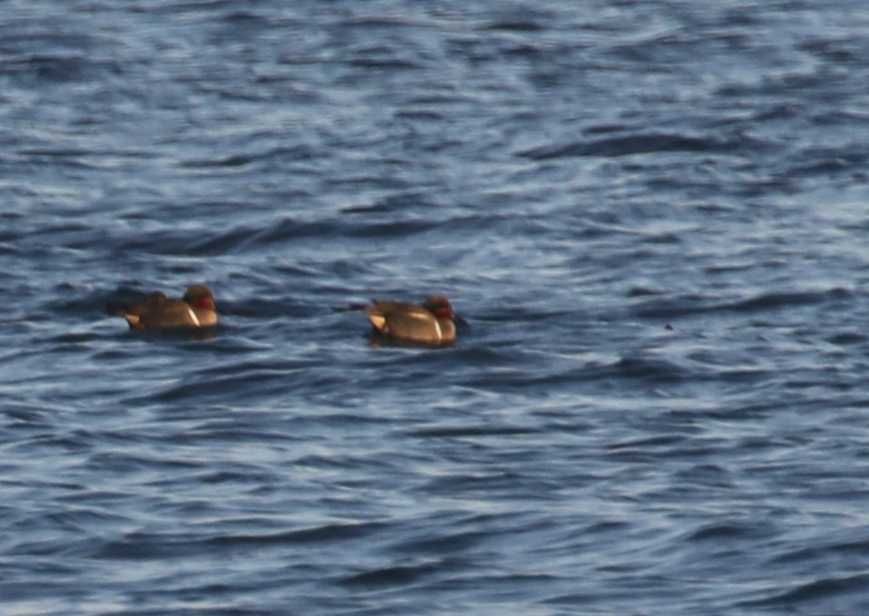 Green-winged Teal (Eurasian x American) - ML631966612