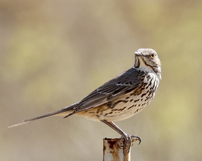 Sage Thrasher - ML631966626