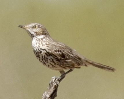 Sage Thrasher - ML631966627