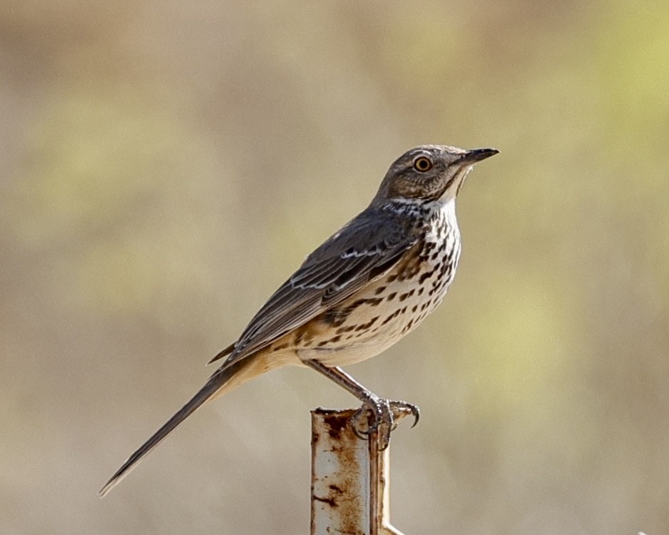 Sage Thrasher - ML631966628