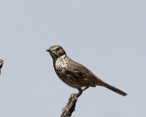 Sage Thrasher - ML631966629