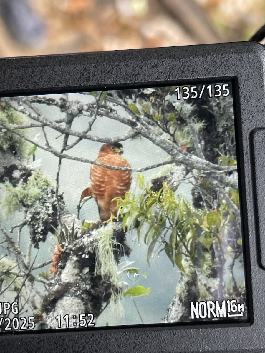 Semicollared Hawk - ML631966948