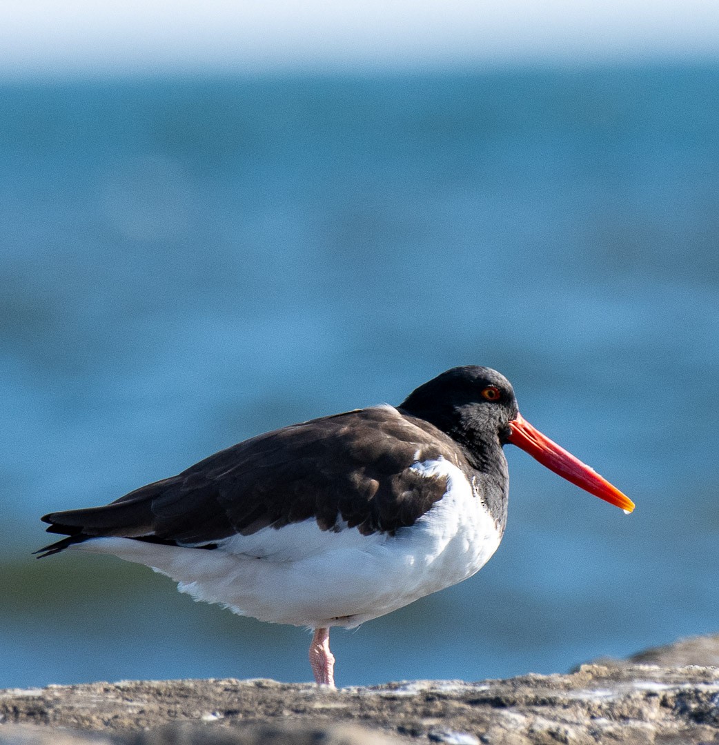 American Oystercatcher - ML631967071