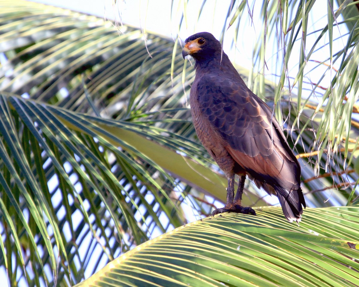 Rufous Crab Hawk - ML631967072