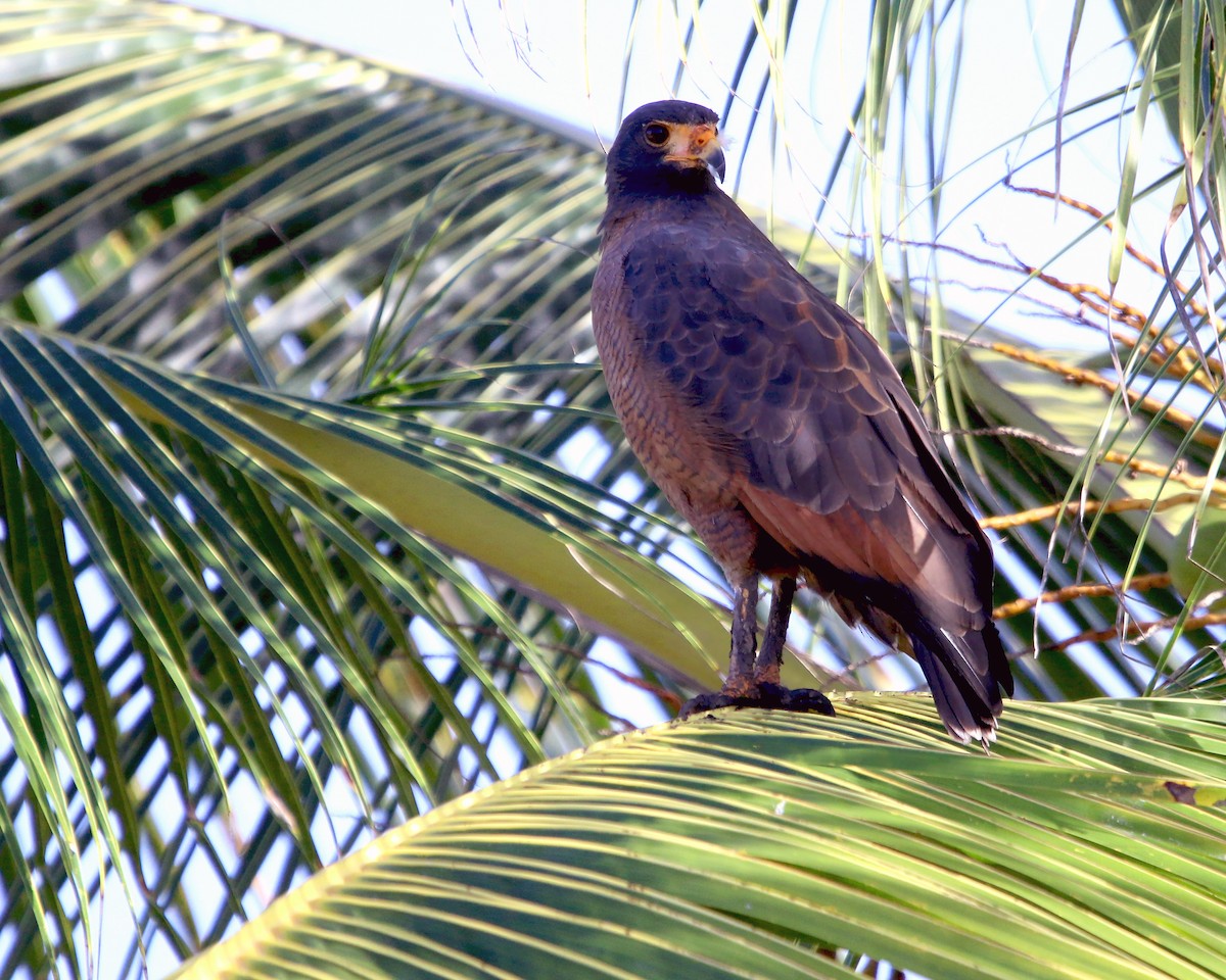 Rufous Crab Hawk - ML631967073