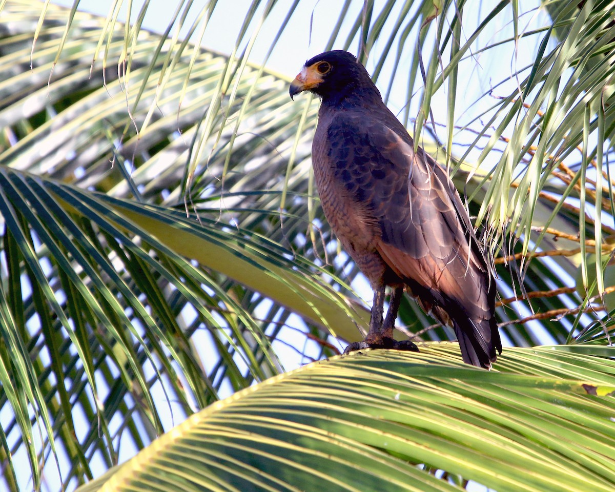 Rufous Crab Hawk - ML631967074