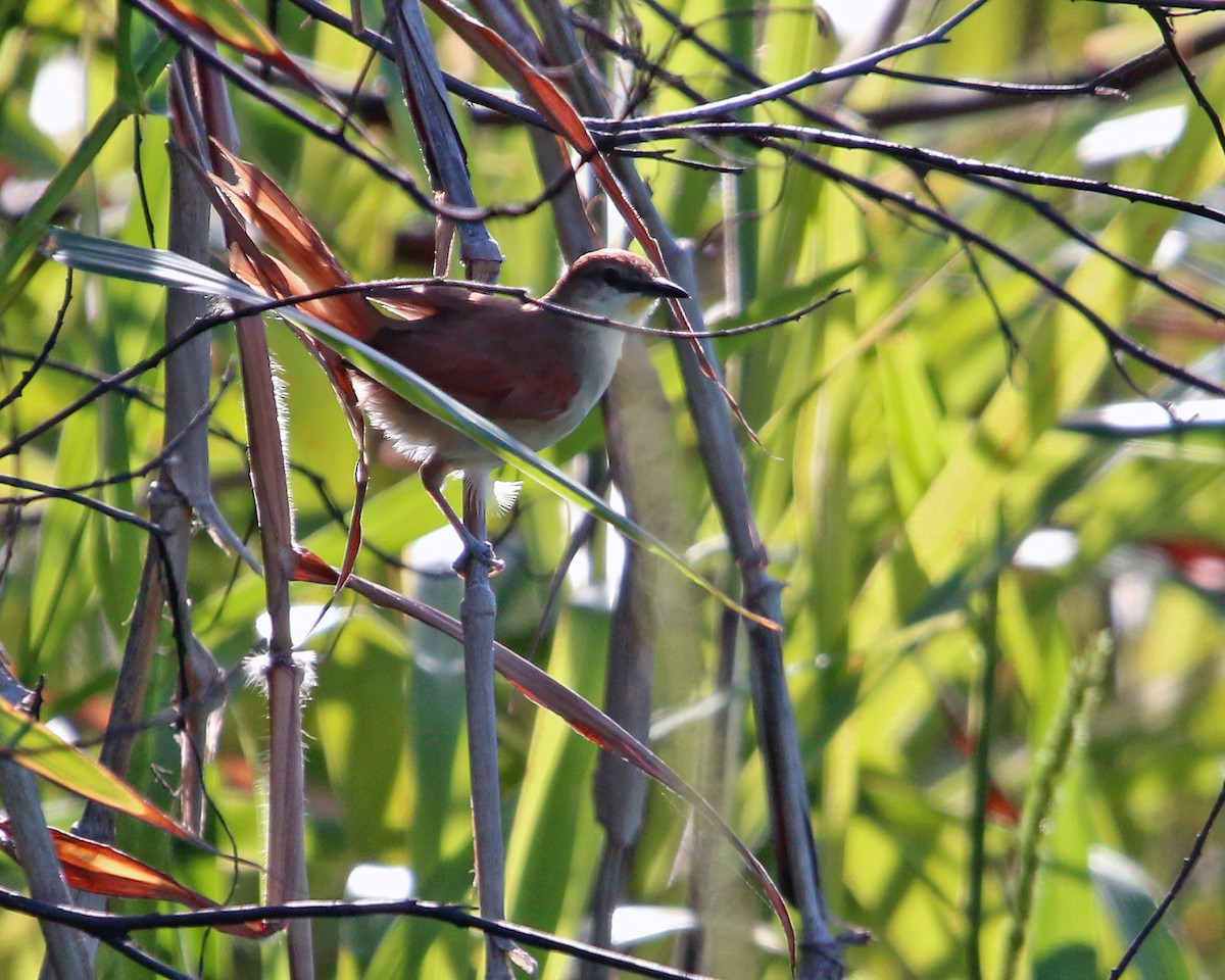 Yellow-chinned Spinetail - ML631967079