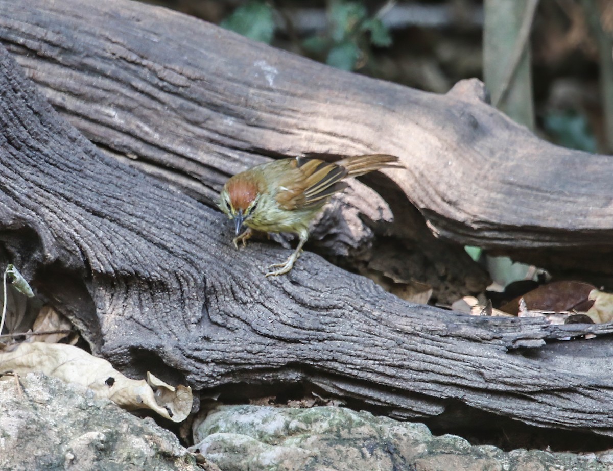 Pin-striped Tit-Babbler - ML631967082