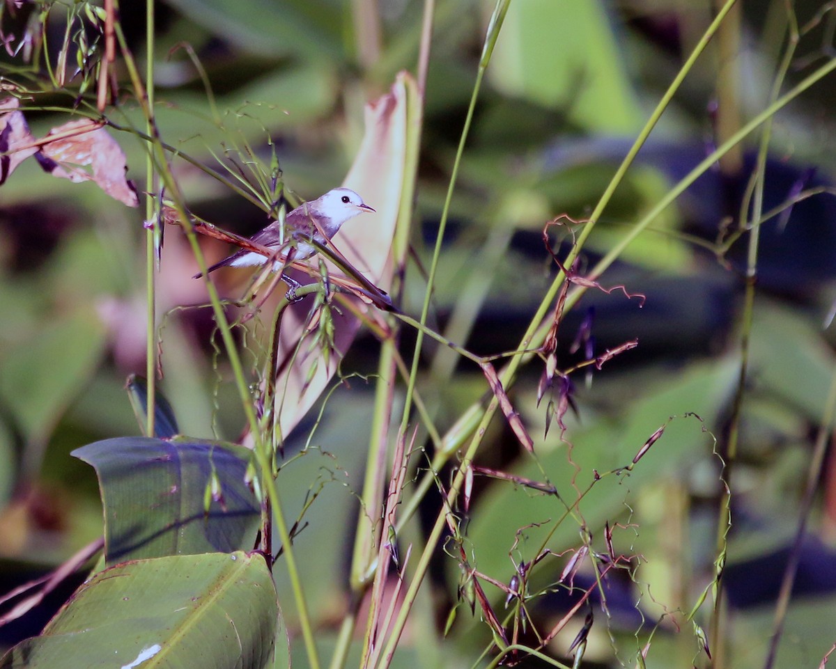 White-headed Marsh Tyrant - ML631967084