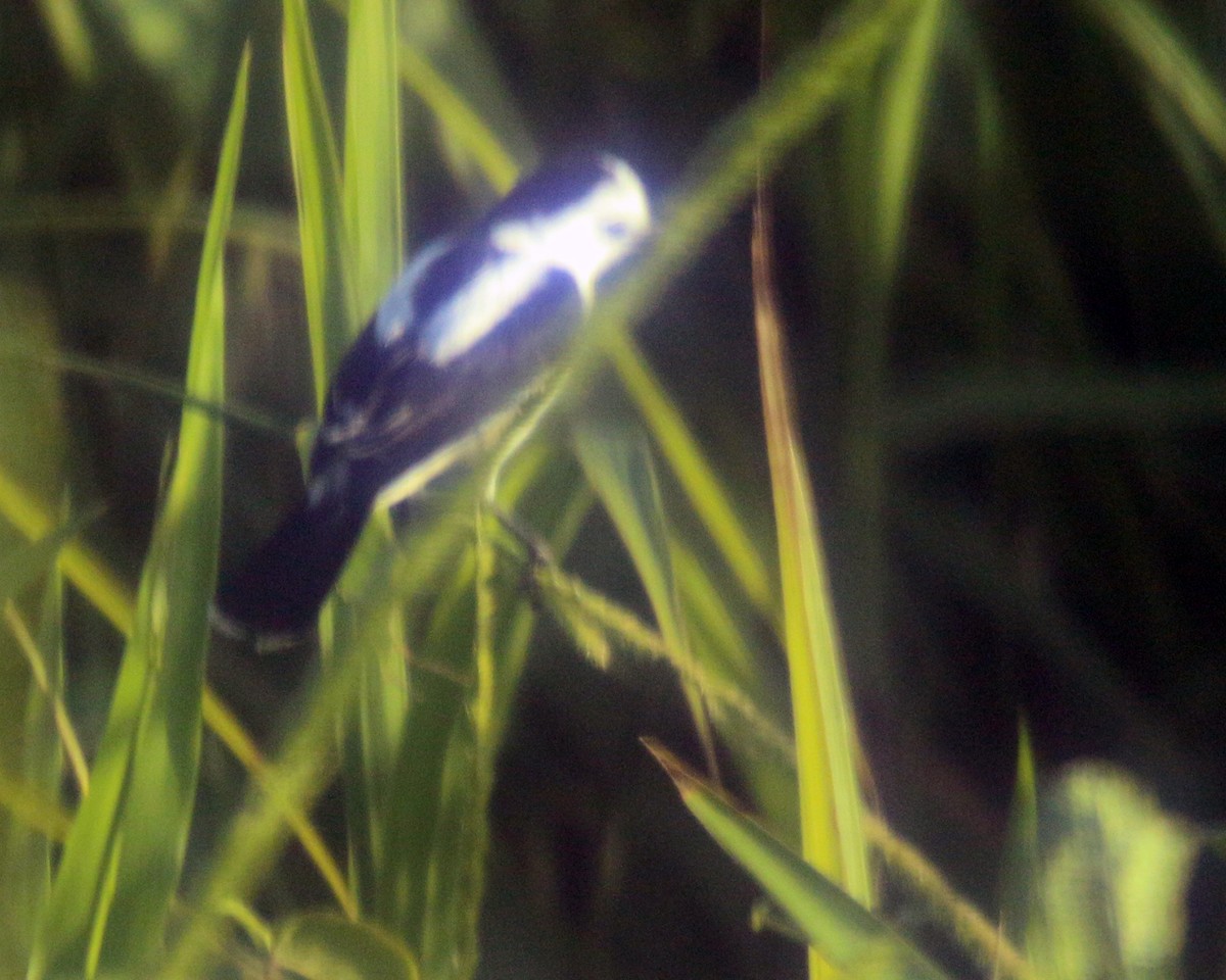 Pied Water-Tyrant - ML631967089