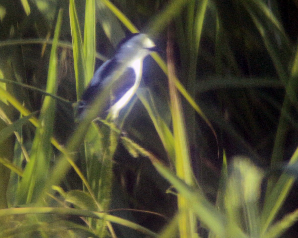 Pied Water-Tyrant - ML631967090