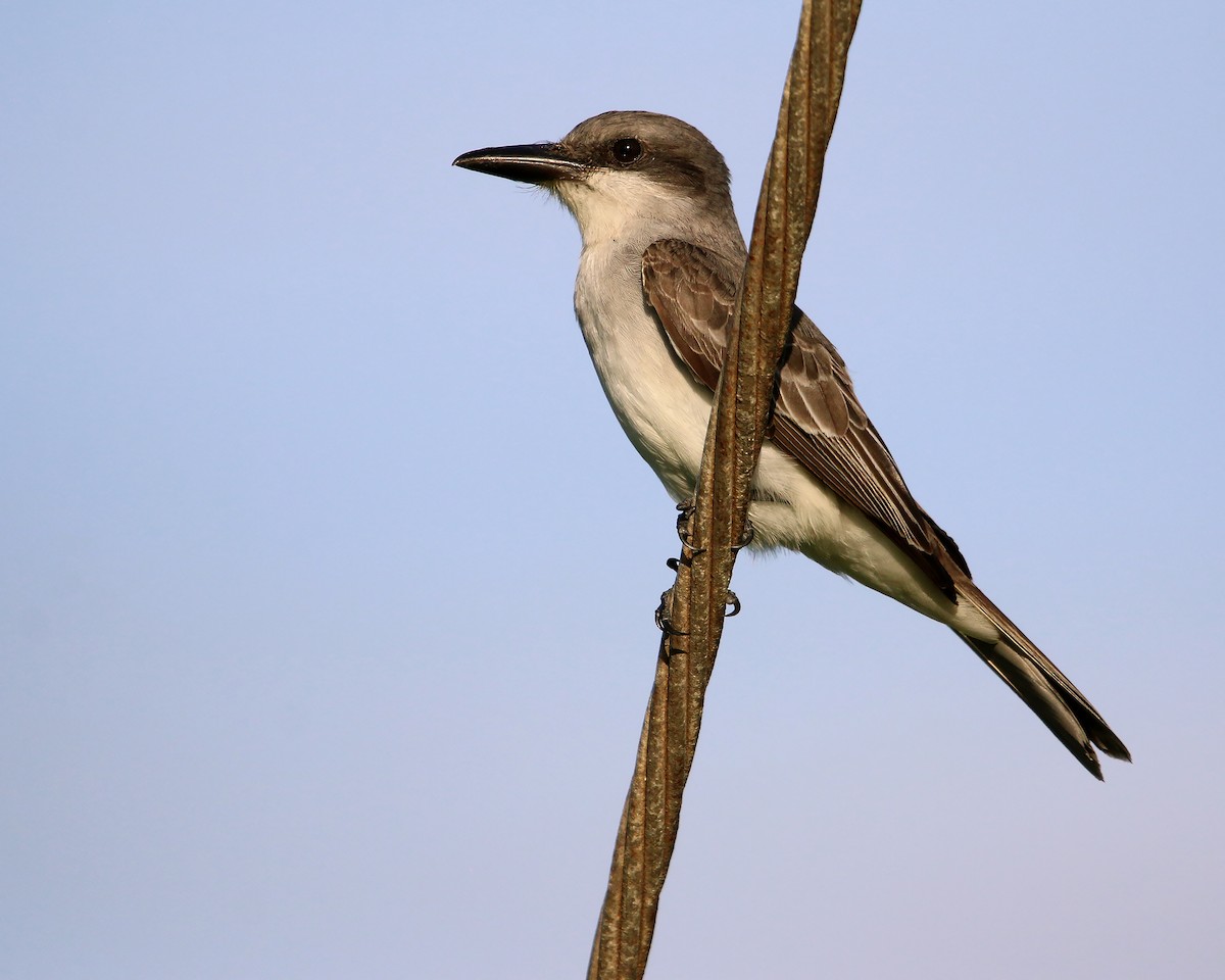 Gray Kingbird - ML631967096