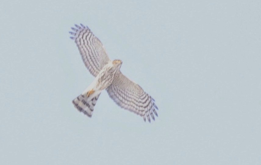 Sharp-shinned Hawk - ML631967206