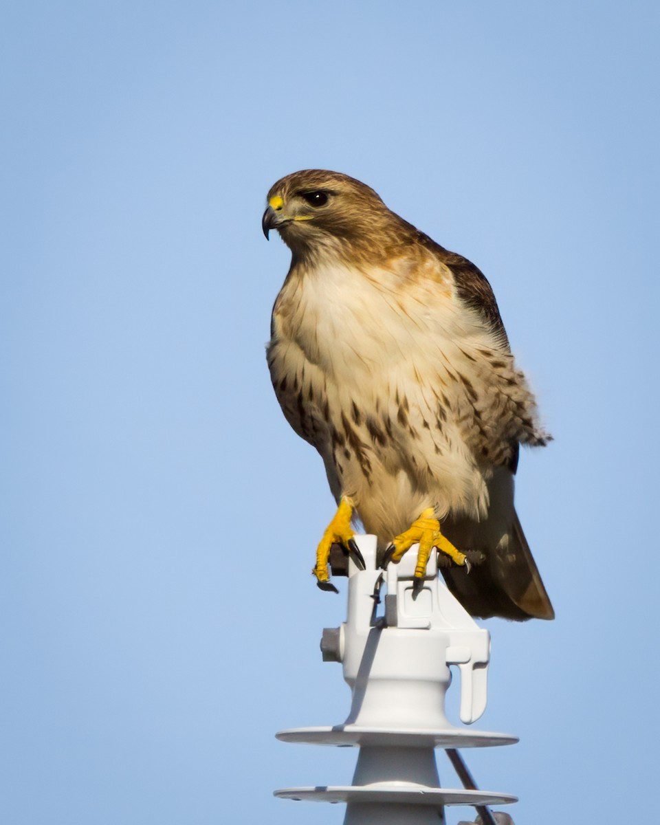 Red-tailed Hawk - ML631967267
