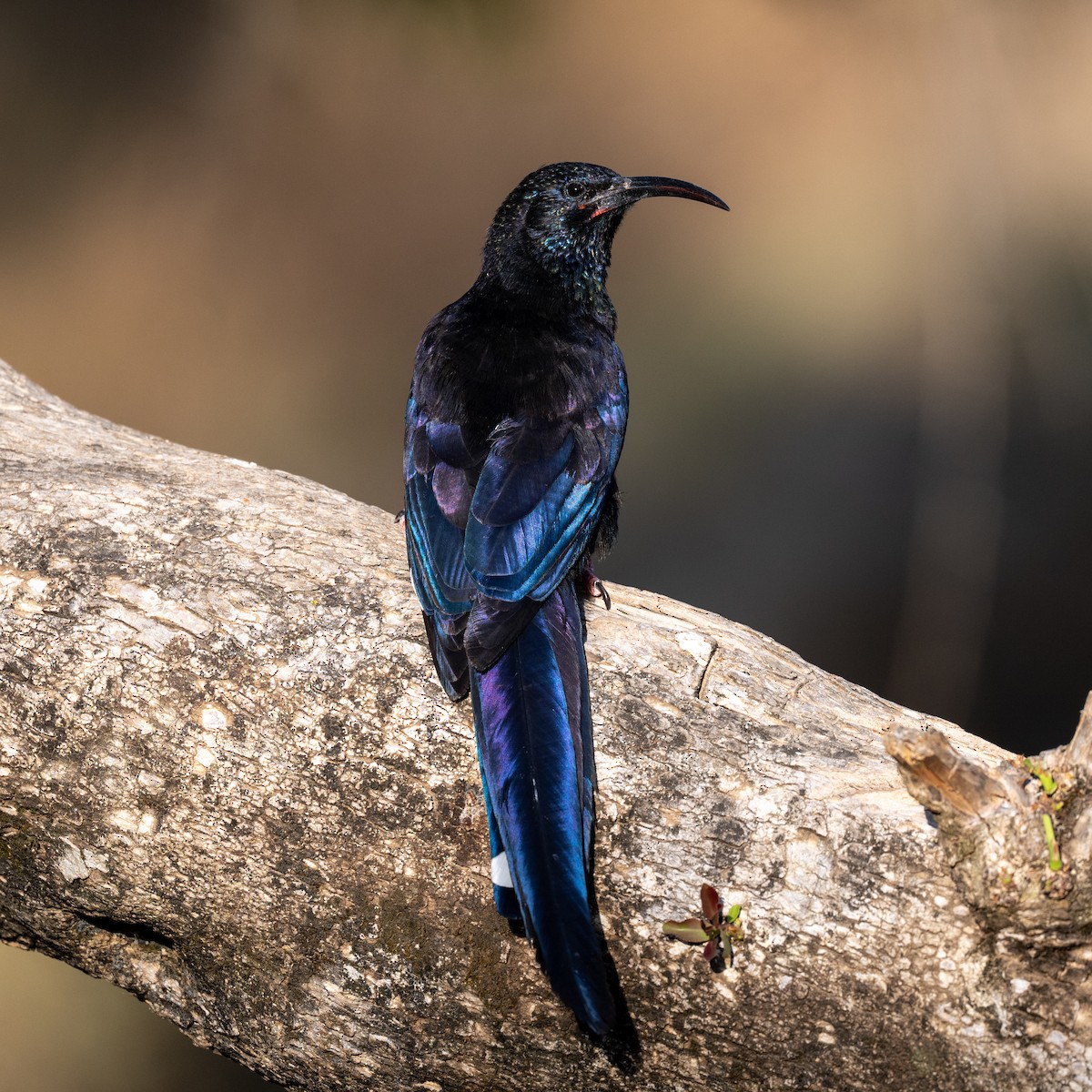 Black-billed Woodhoopoe - ML631967313